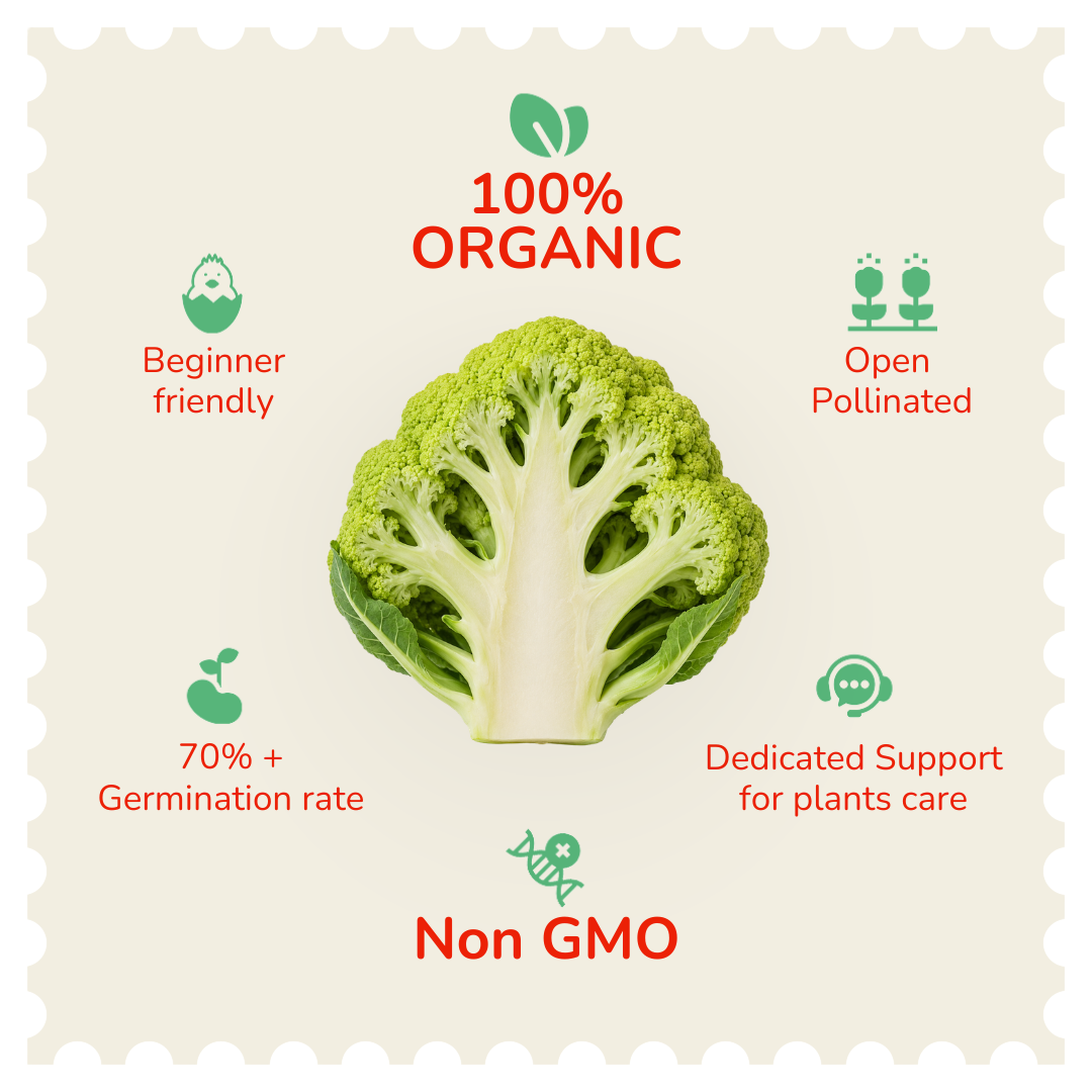 Organic Green Cauliflower Seeds