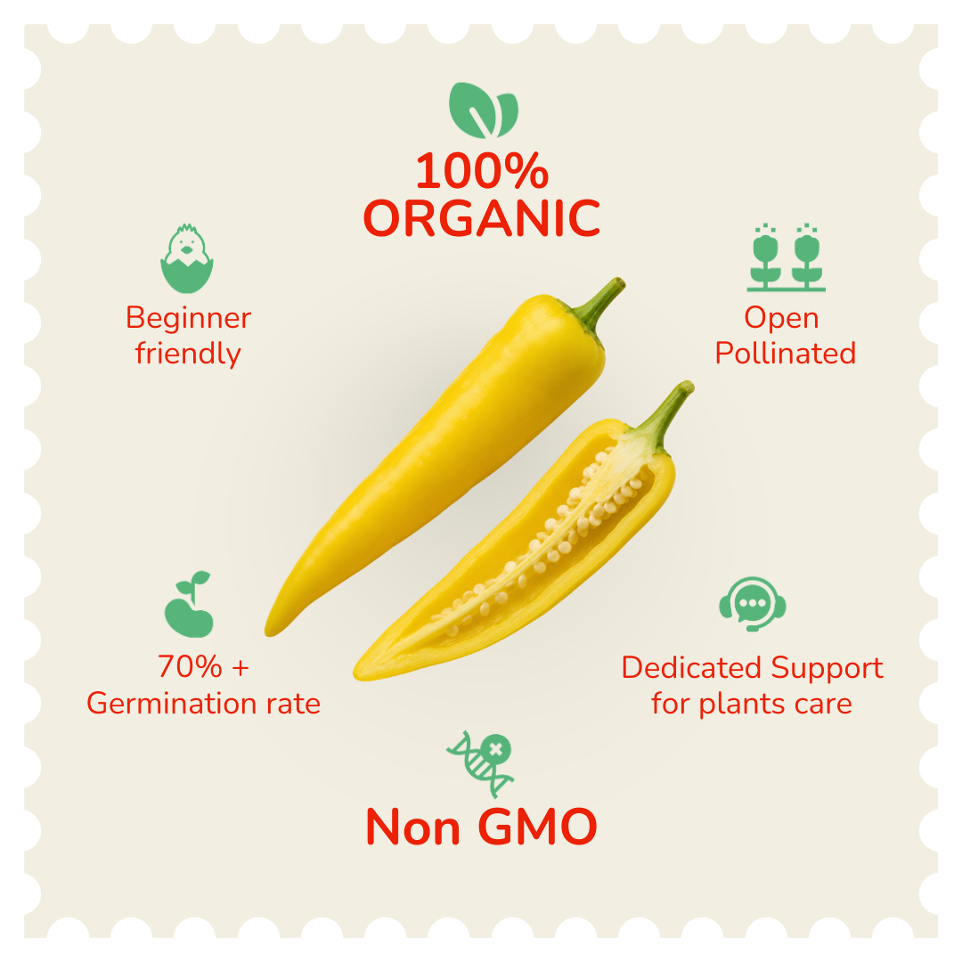 Organic Hungaraian Yellow Chilli Seeds