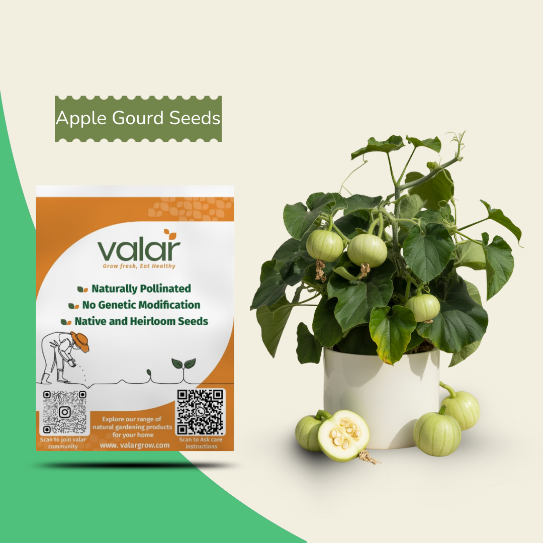 Organic Apple Gourd Seeds