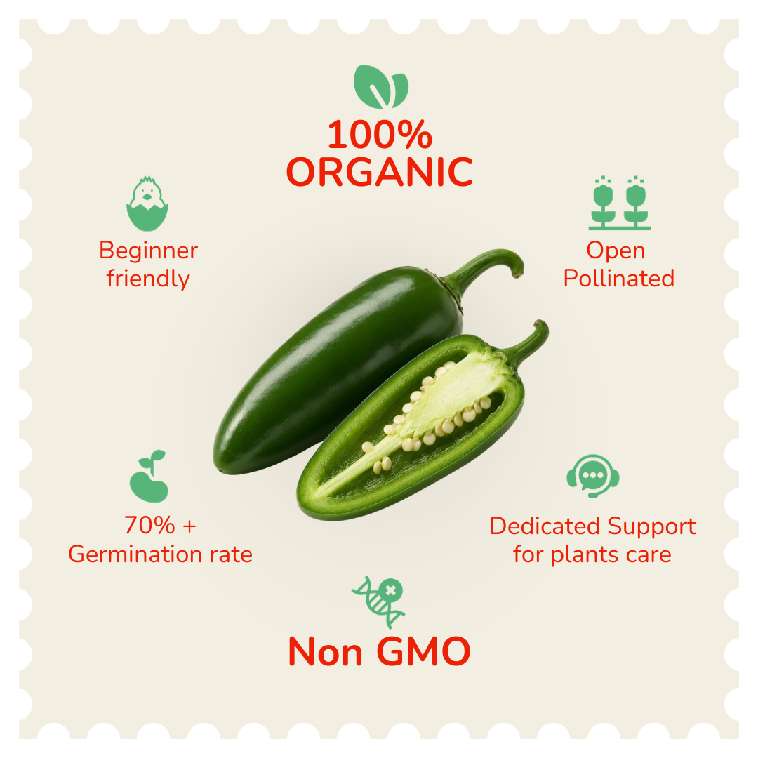Organic Jalapeño Chilli Seeds