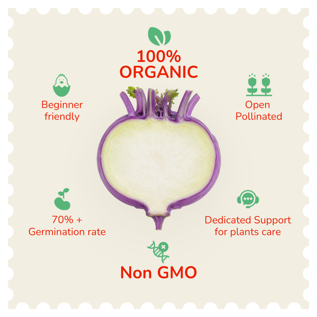 Organic Purple KnolKhol Seeds