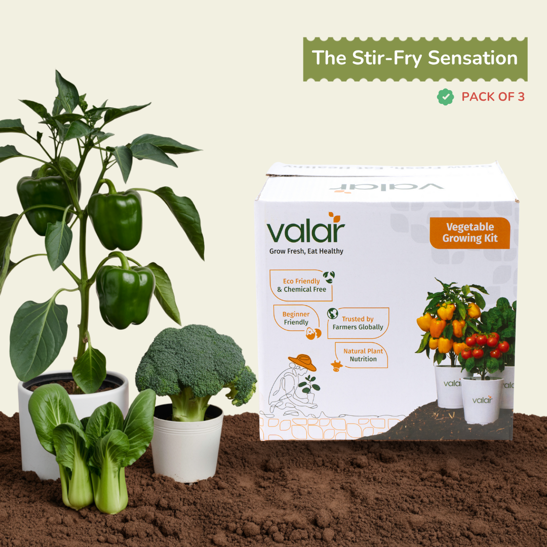 🌿 The Stir-Fry Sensation Growing Kit