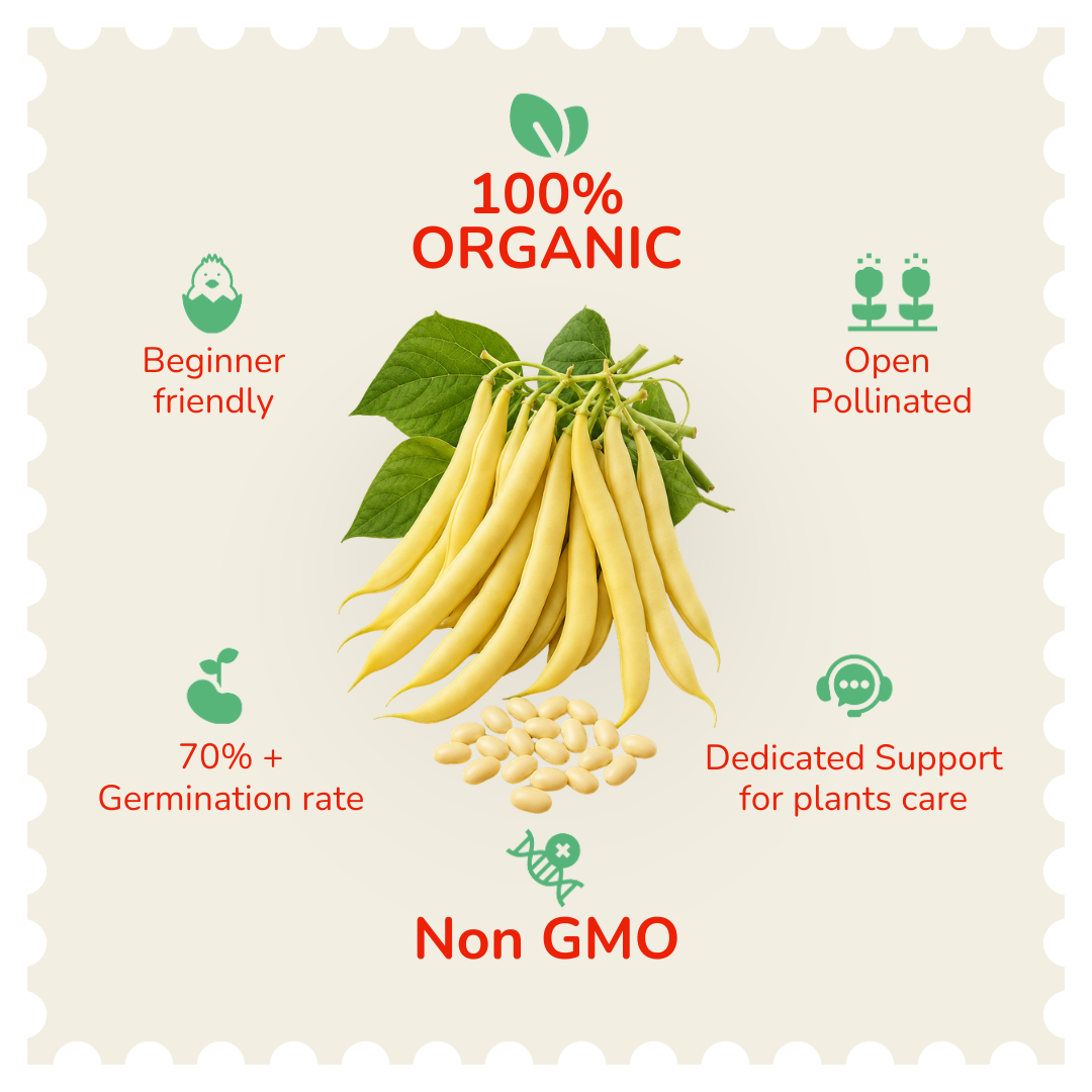 Organic Yellow Bean (Creeper) Seeds