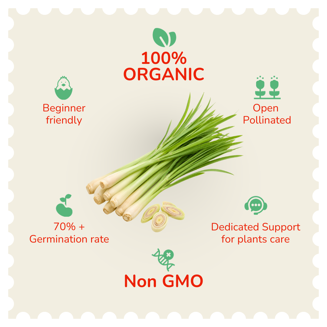 Organic Lemon Grass Seeds
