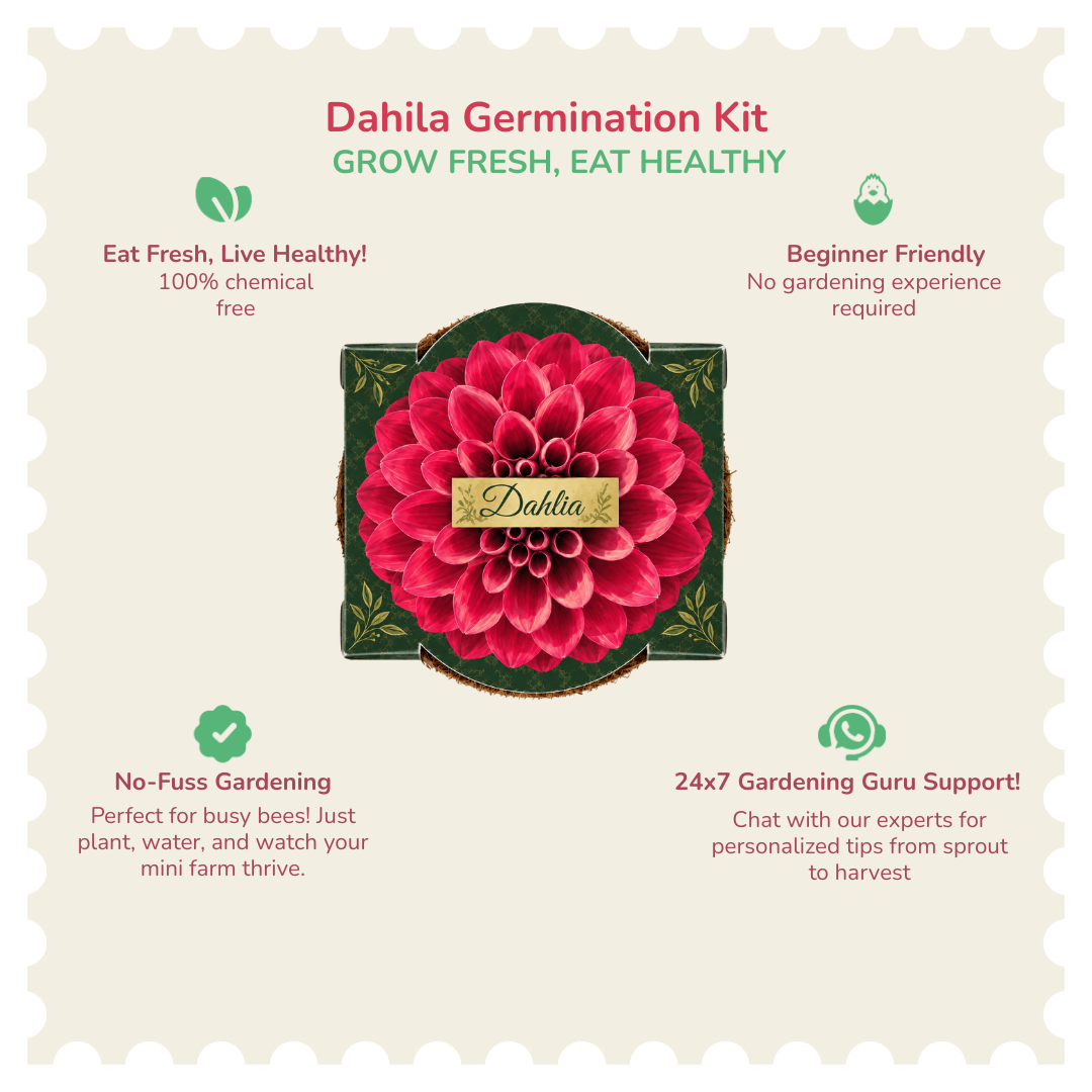 Dahila Seed Germination Kit | Eco-Friendly Corporate & Event Gifting Kit | Customisable