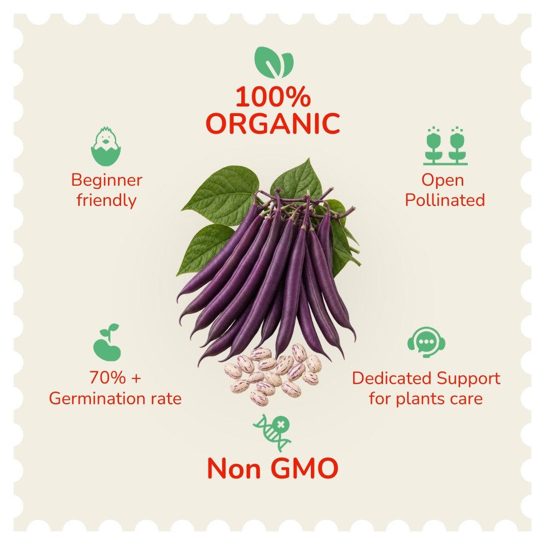 Organic Purple Bean (Creeper) Seeds