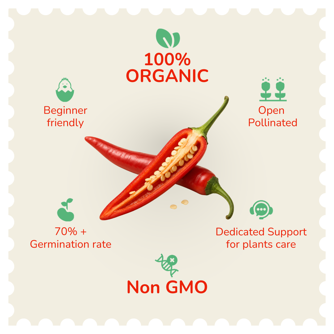Organic Pepper Cayenne Chilli Seeds