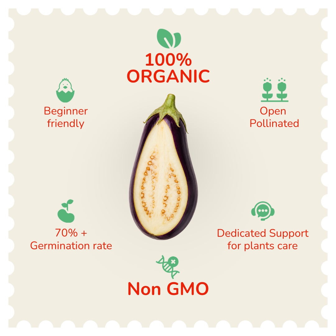 Organic Ghee Brinjal Seeds