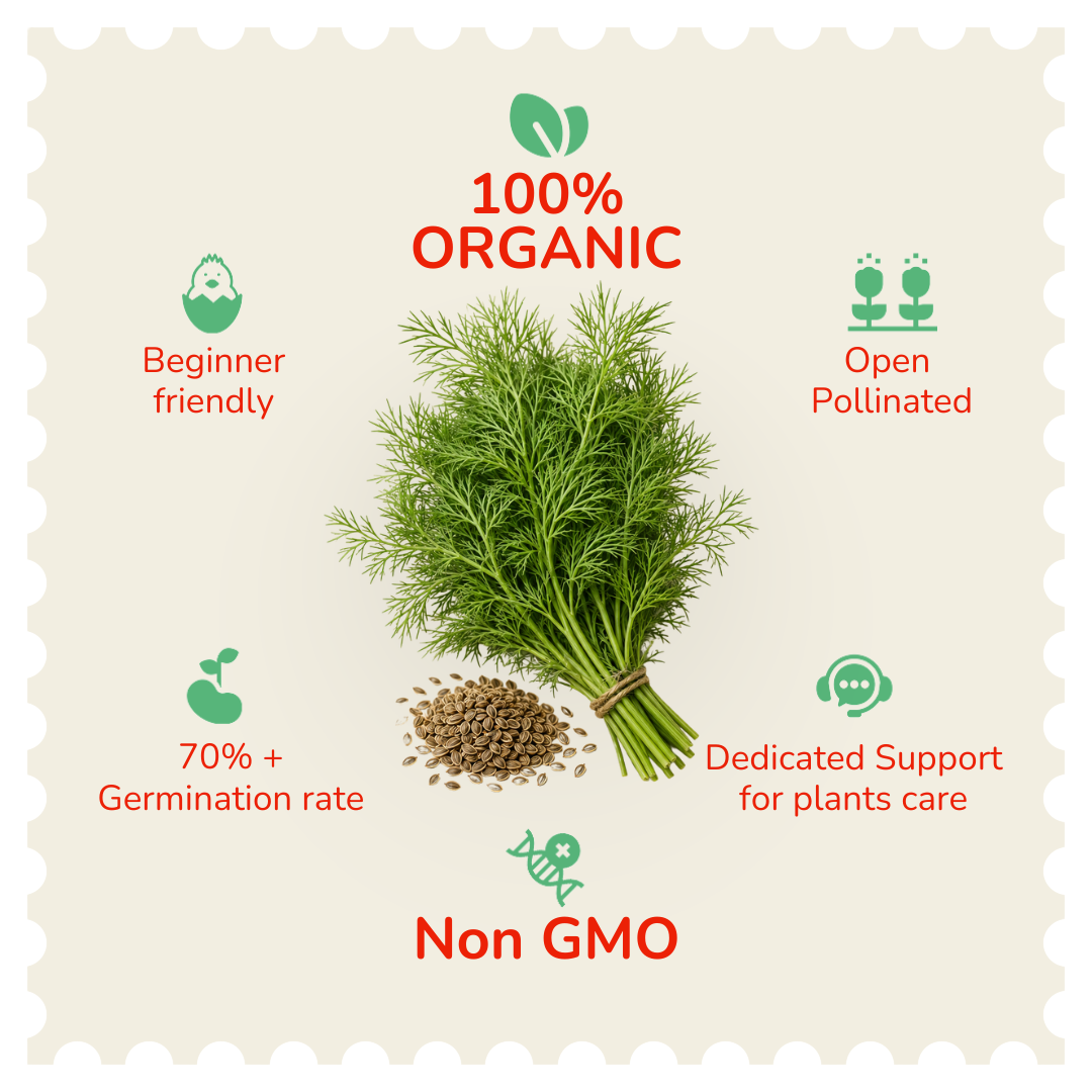 Organic Dill Seeds