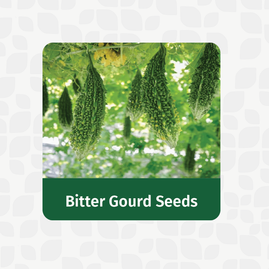 Valar Bitter Gourd 🍃 | Non-GMO, Diabetes Warrior | Nature’s Bitter Medicine