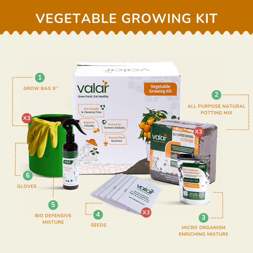 🌿  Daily Dabba Essentials Kit