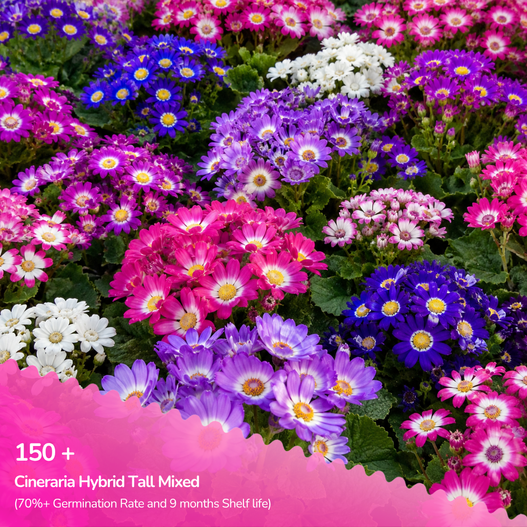Cineraria Tall Hybrid Mixed Seeds