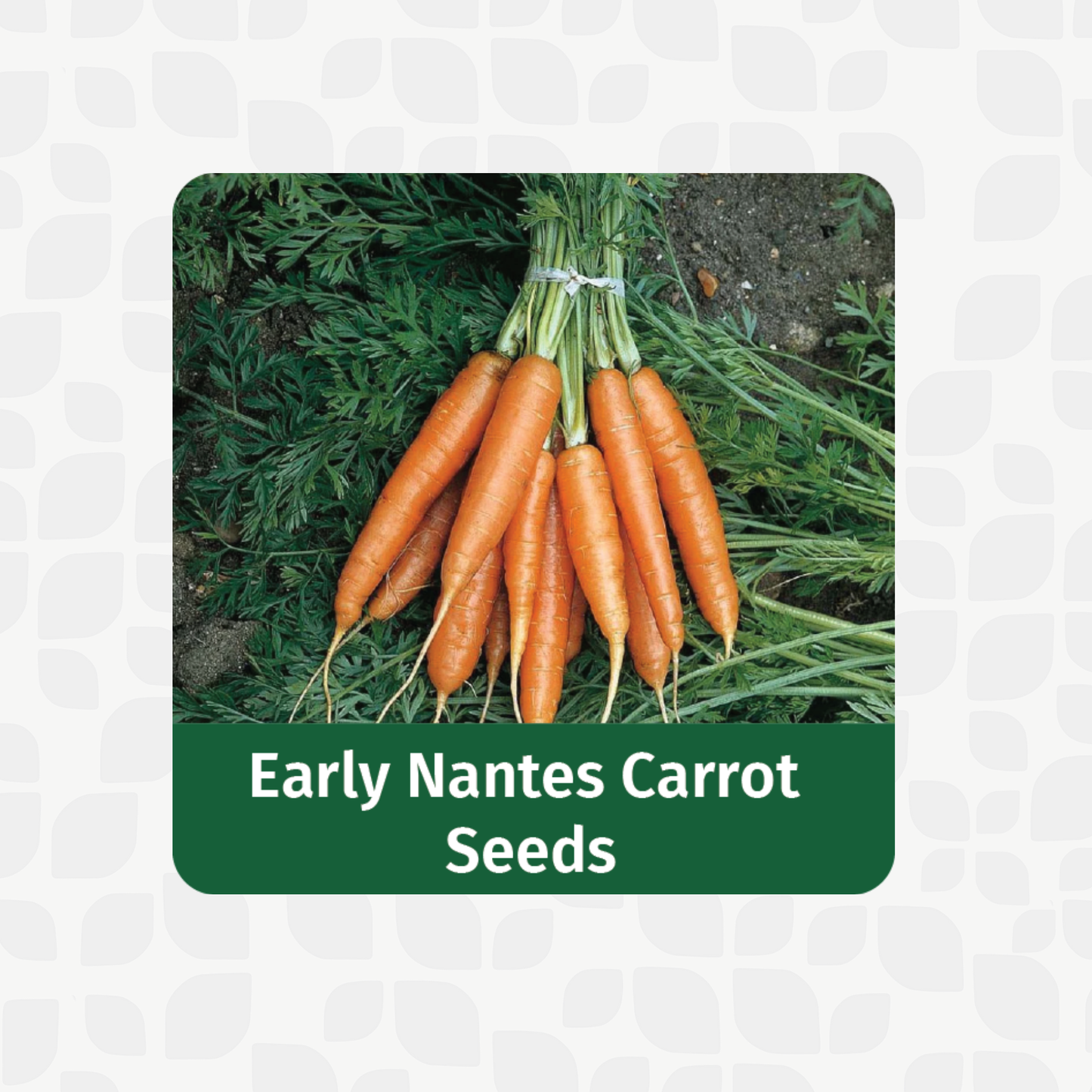Valar Orange Carrot 🥕 | Non-GMO, Beta-Carotene Burst | Sweet Crunch, Vibrant Health