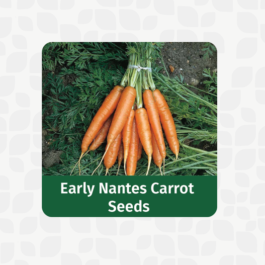 Valar Orange Carrot 🥕 | Non-GMO, Beta-Carotene Burst | Sweet Crunch, Vibrant Health