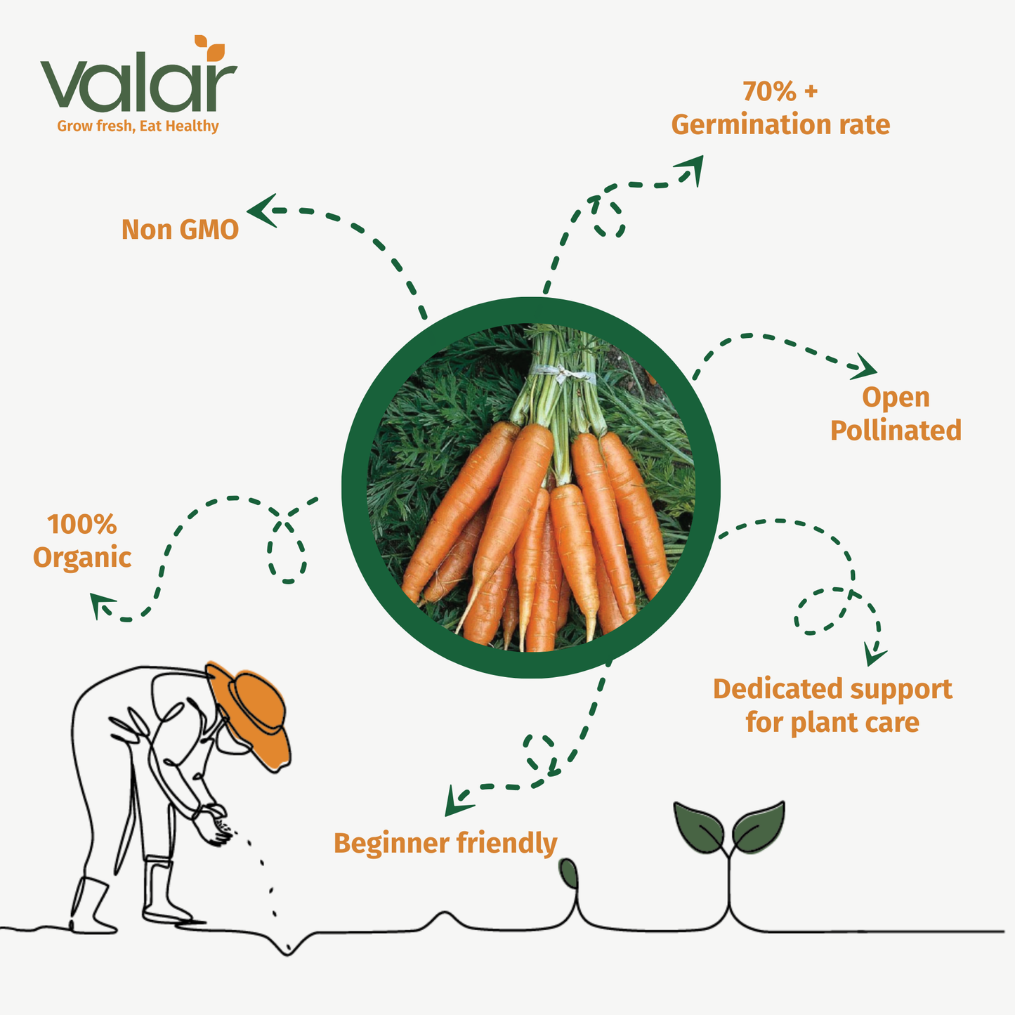 Valar Orange Carrot 🥕 | Non-GMO, Beta-Carotene Burst | Sweet Crunch, Vibrant Health