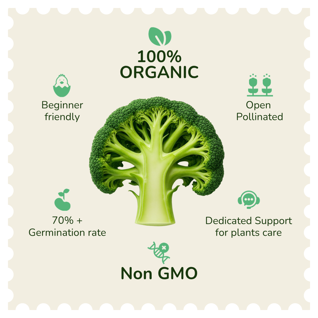 Organic Broccoli Seeds