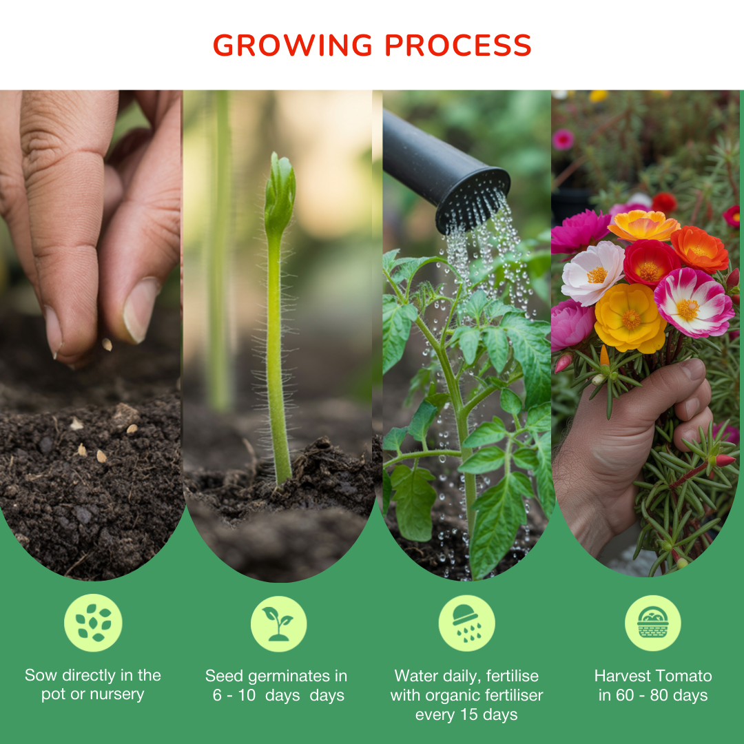 Pack of 10 June Sowing Seeds (Monsoon Pack)