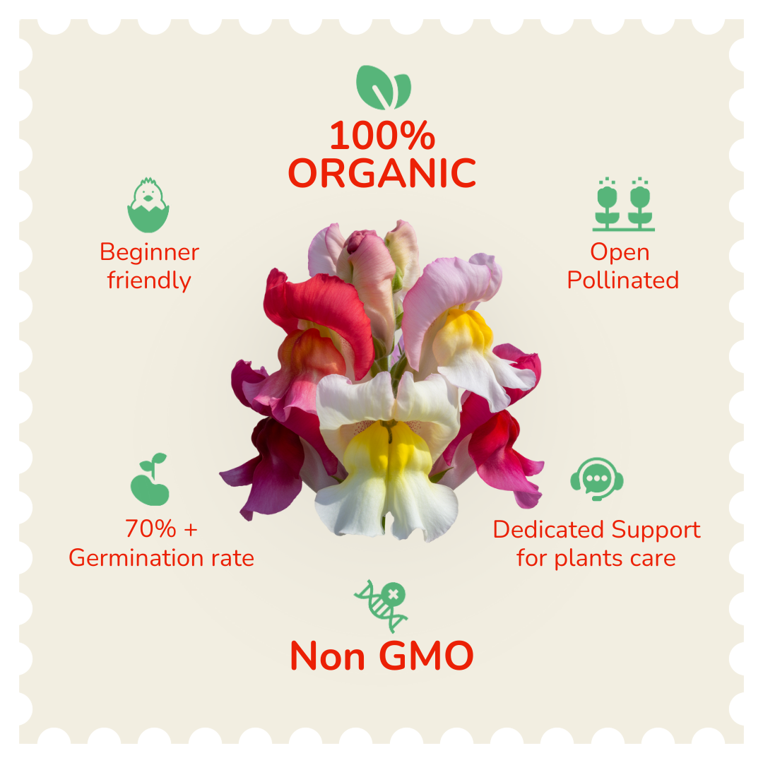 Antirrhinum Snapdragon Flower Seeds