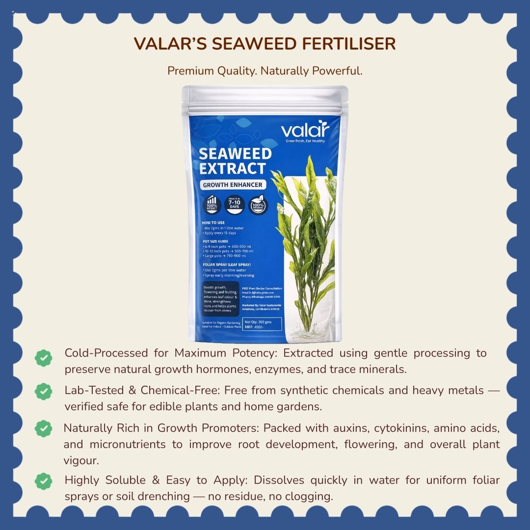 Organic Seaweed  Fertilizer for Plants