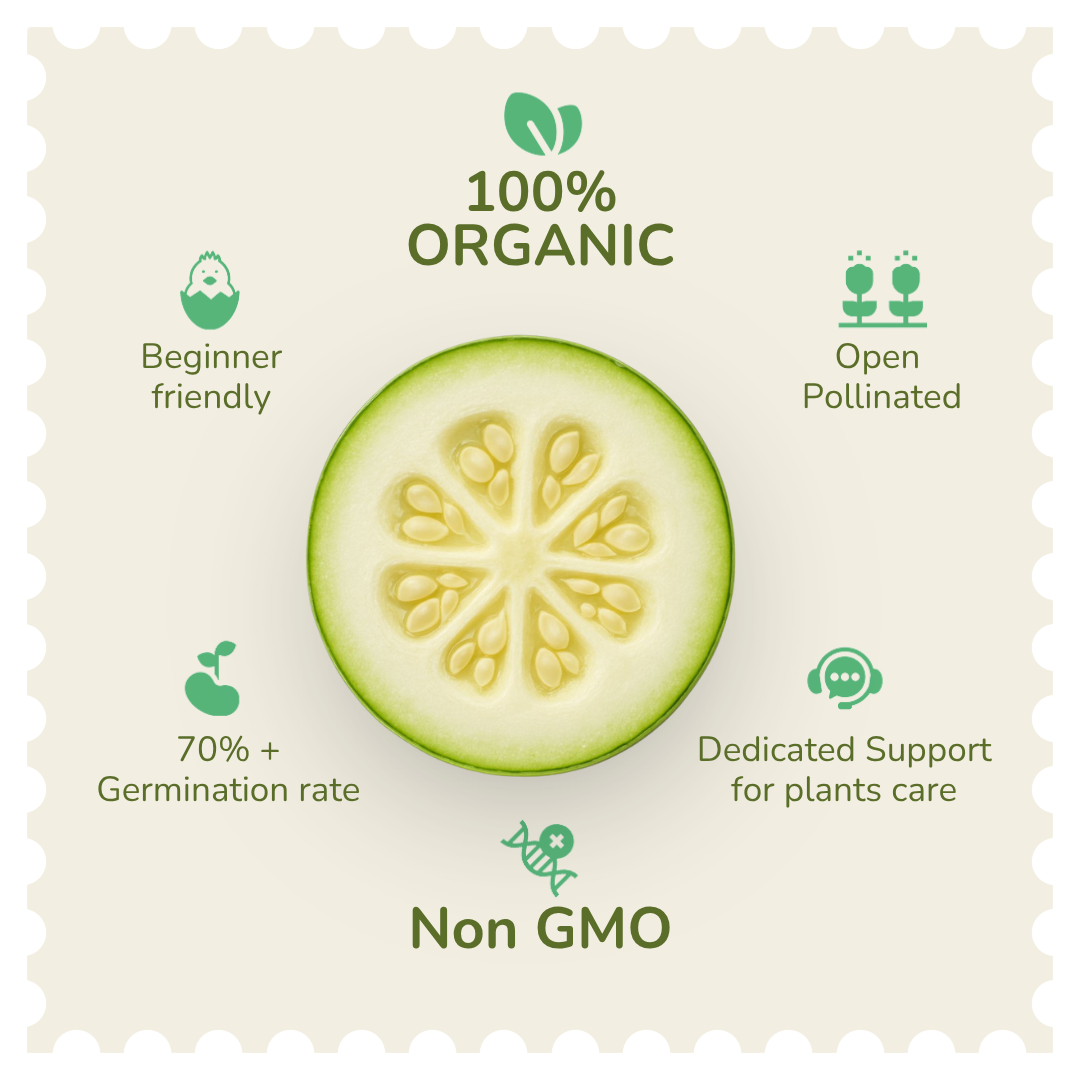 Organic Apple Gourd Seeds