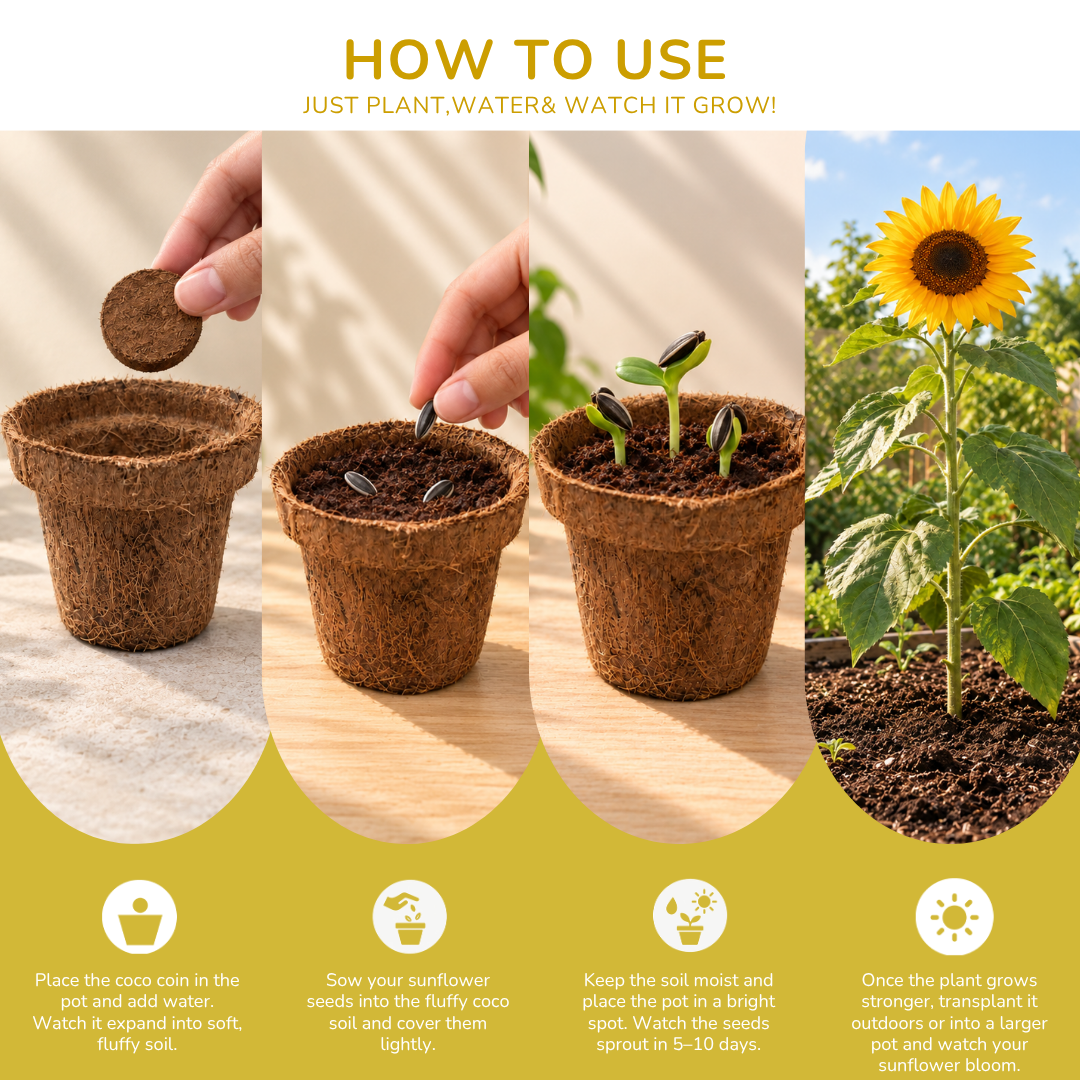 Sunflower Seed Germination Kit | Eco-Friendly Corporate & Event Gifting Kit | Customisable