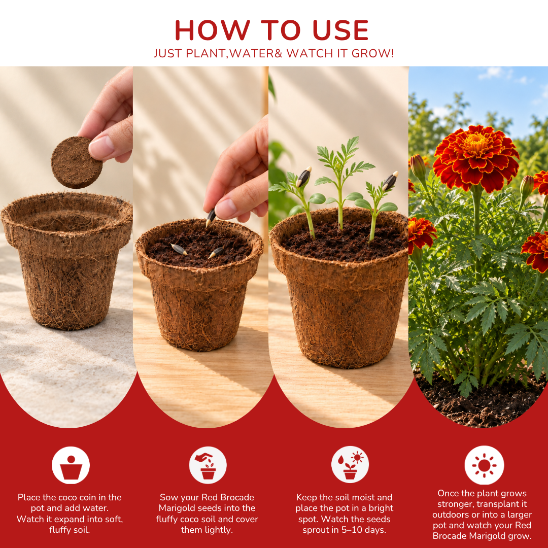 Marigold Red Brocade Seed Germination Kit | Eco-Friendly Corporate & Event Gifting Kit | Customisable
