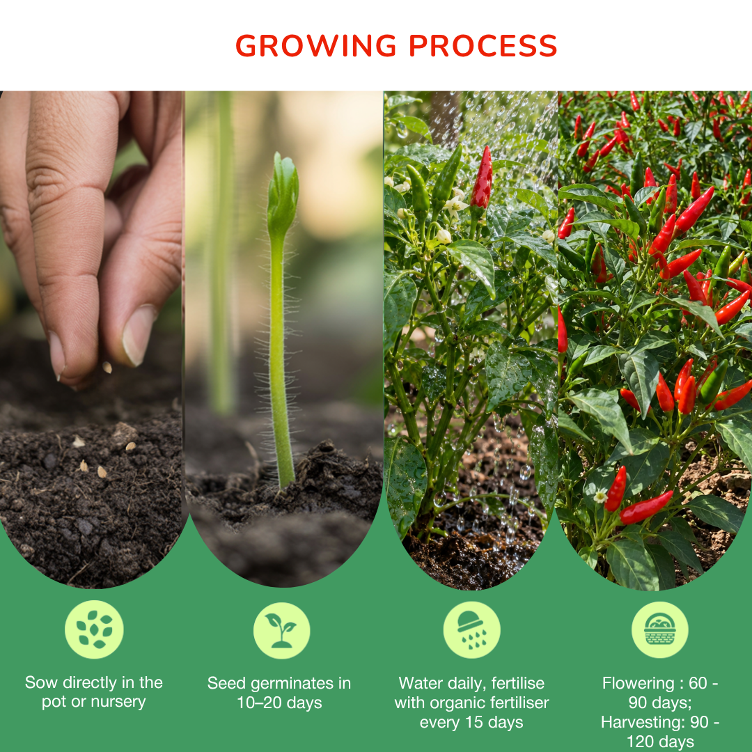 Brazilian Pimenta Malagueta Chilli Seeds