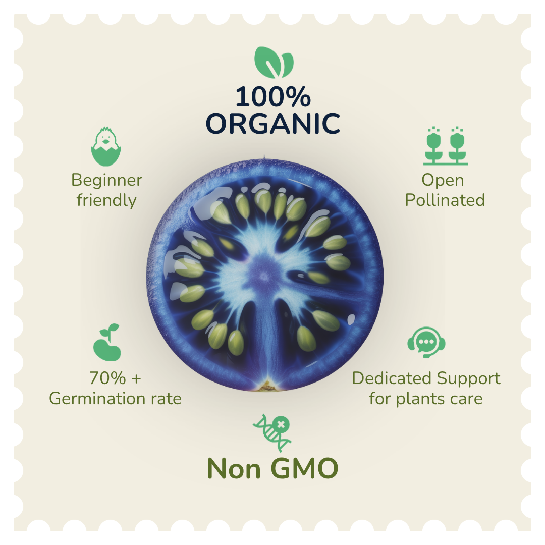 Organic Blue Cherry Tomato