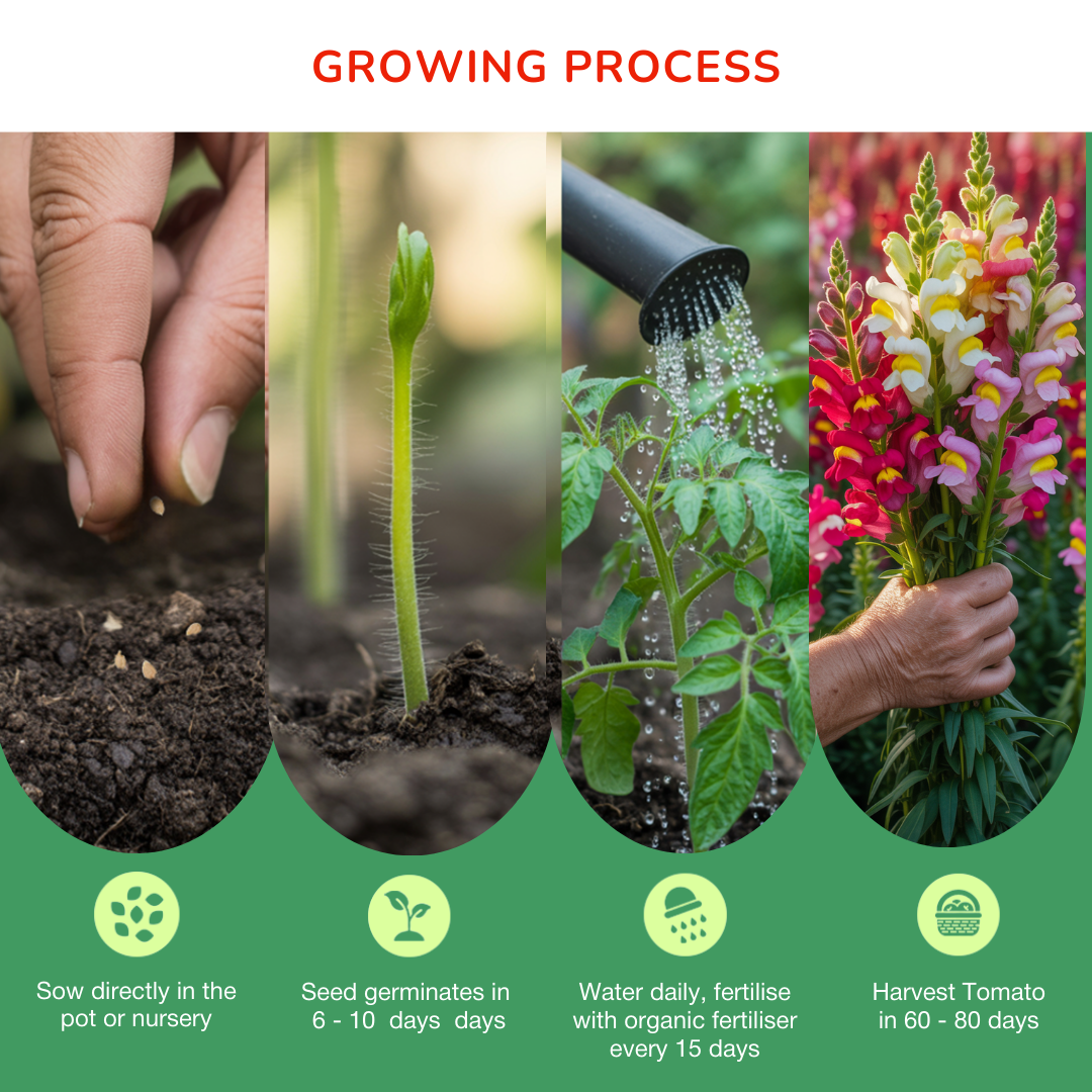 Antirrhinum Snapdragon Flower Seeds