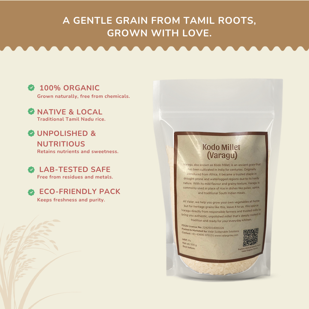 Valar Varagu (Kodo Millet) – 500g | Ancient Grain Superfood | High Protein & Fiber, Gluten-Free, Low Glycemic