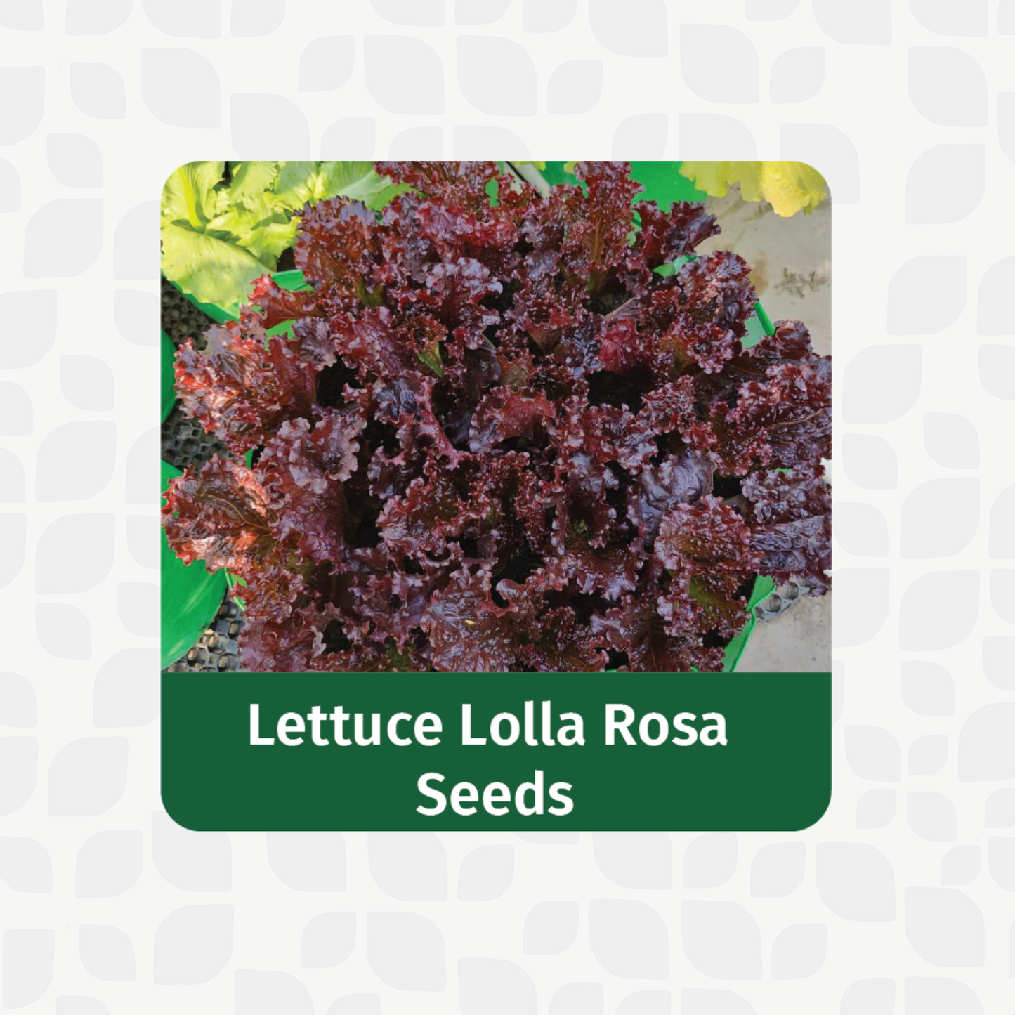 Valar Lettuce Lola Rosa Seeds 🥗 | Open Pollinated Non-GMO Seeds 🌱 | Home Gardening, Balcony Farming, Ornamental Greens