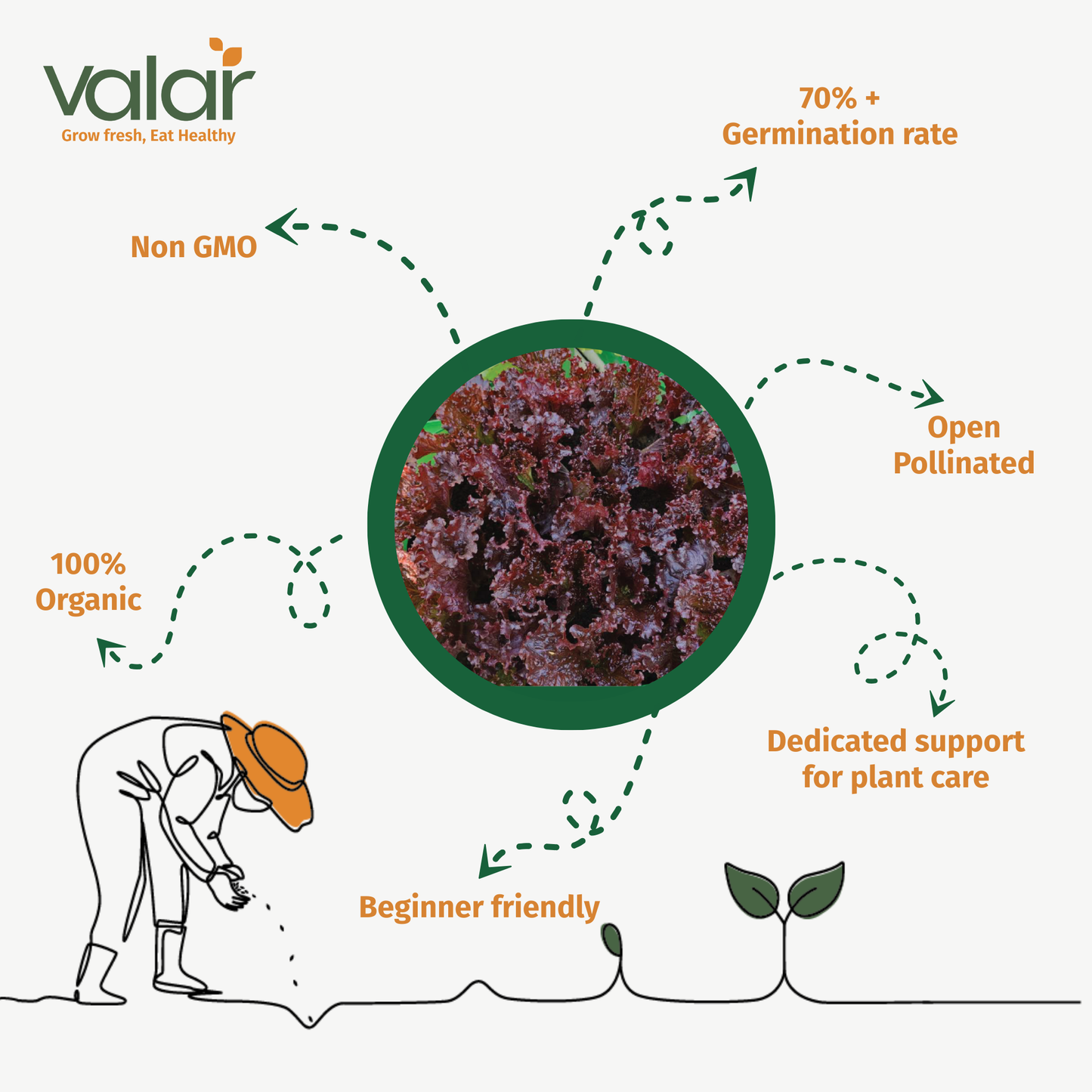 Valar Lettuce Lola Rosa Seeds 🥗 | Open Pollinated Non-GMO Seeds 🌱 | Home Gardening, Balcony Farming, Ornamental Greens