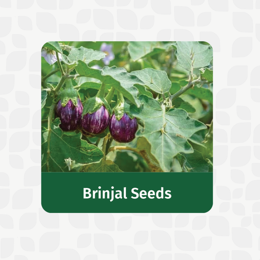 Valar Brinjal Seeds 🍆 | Open Pollinated Non-GMO Seeds 🌱 | Home Gardening, Balcony Farming, Organic Veggies