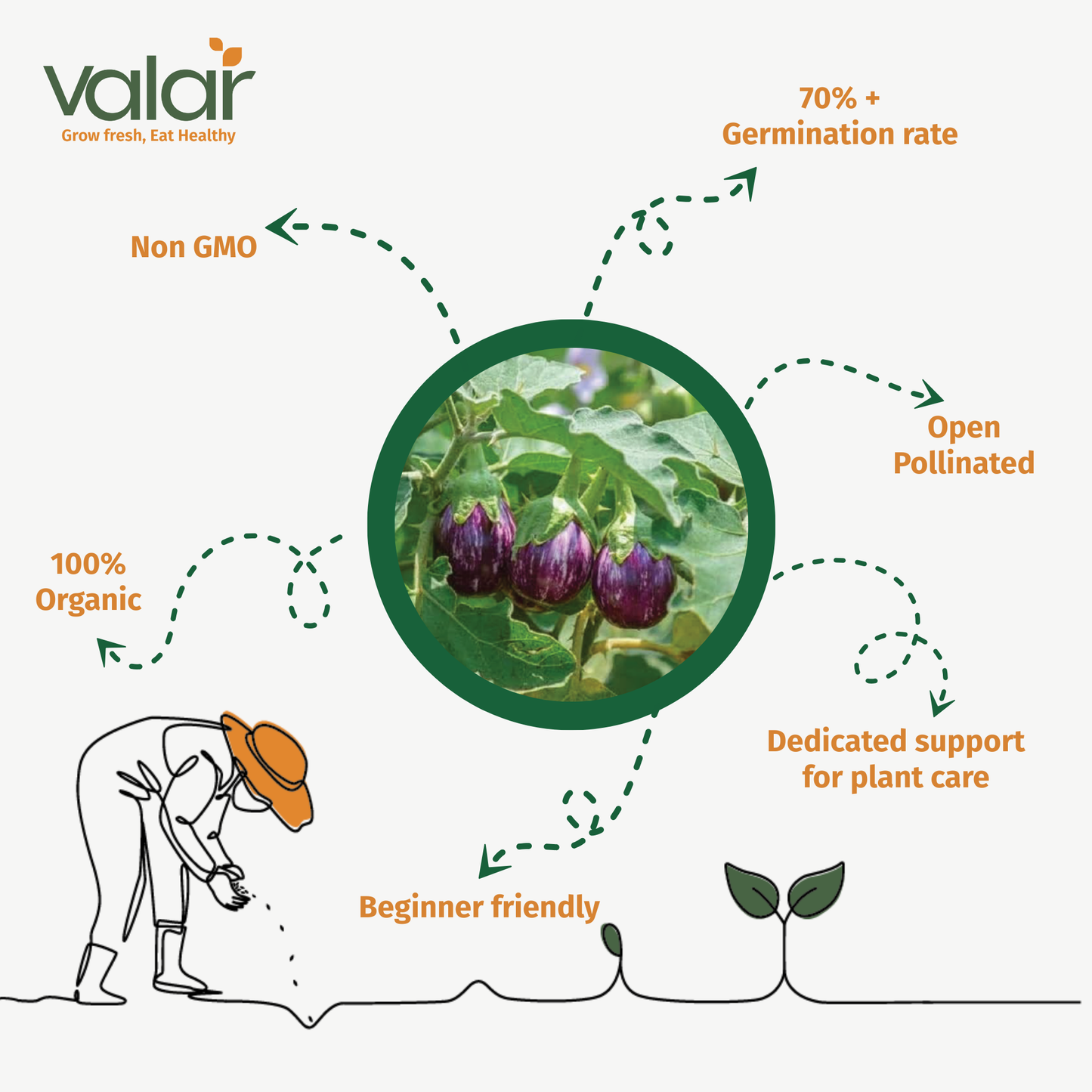 Valar Brinjal Seeds 🍆 | Open Pollinated Non-GMO Seeds 🌱 | Home Gardening, Balcony Farming, Organic Veggies