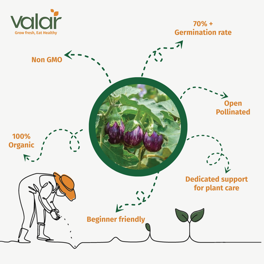 Valar Brinjal Seeds 🍆 | Open Pollinated Non-GMO Seeds 🌱 | Home Gardening, Balcony Farming, Organic Veggies