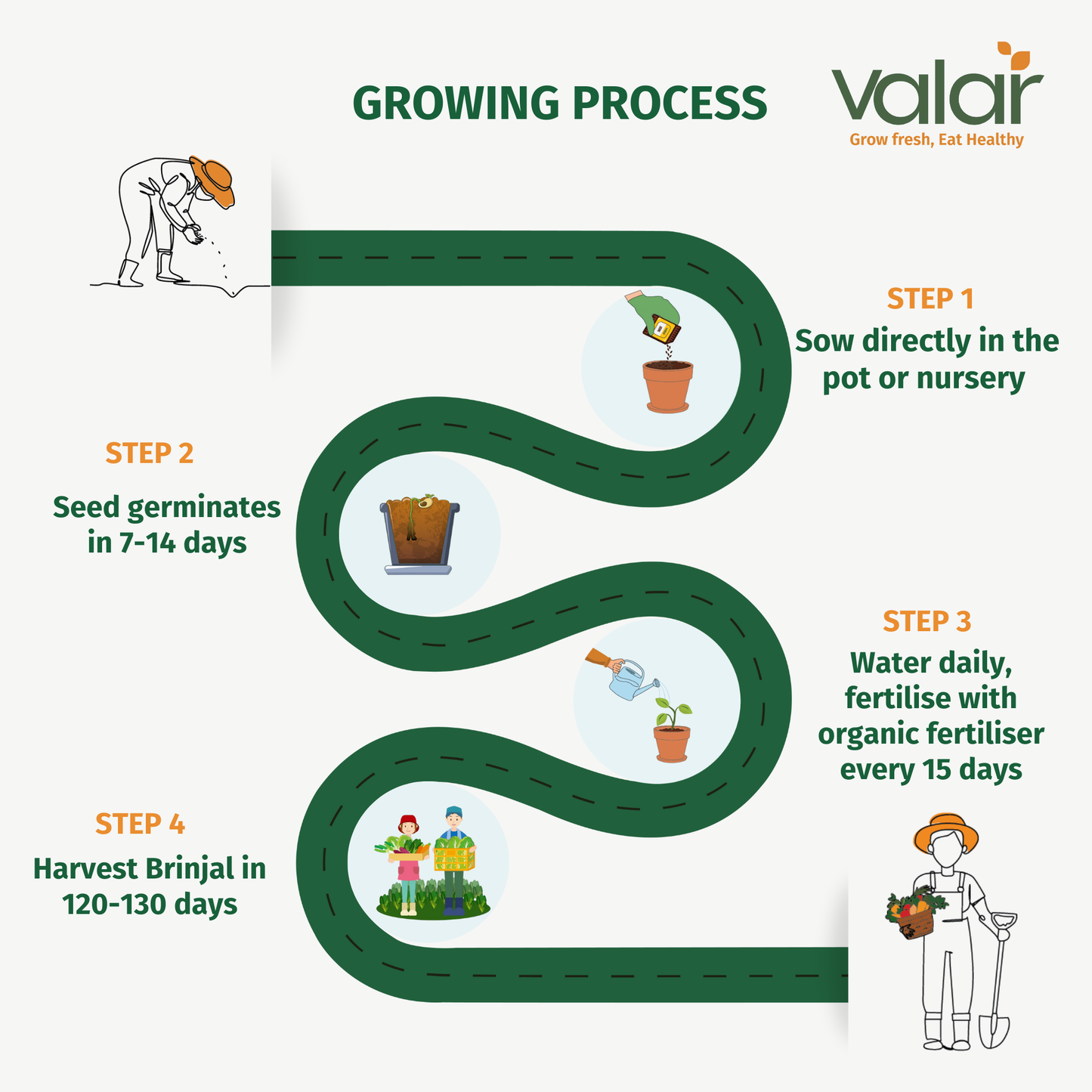 Valar Brinjal Seeds 🍆 | Open Pollinated Non-GMO Seeds 🌱 | Home Gardening, Balcony Farming, Organic Veggies