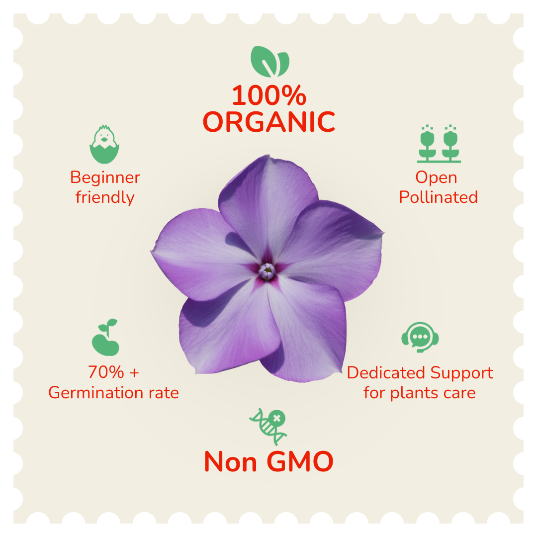 Vinca / Periwinkle Flower Seeds