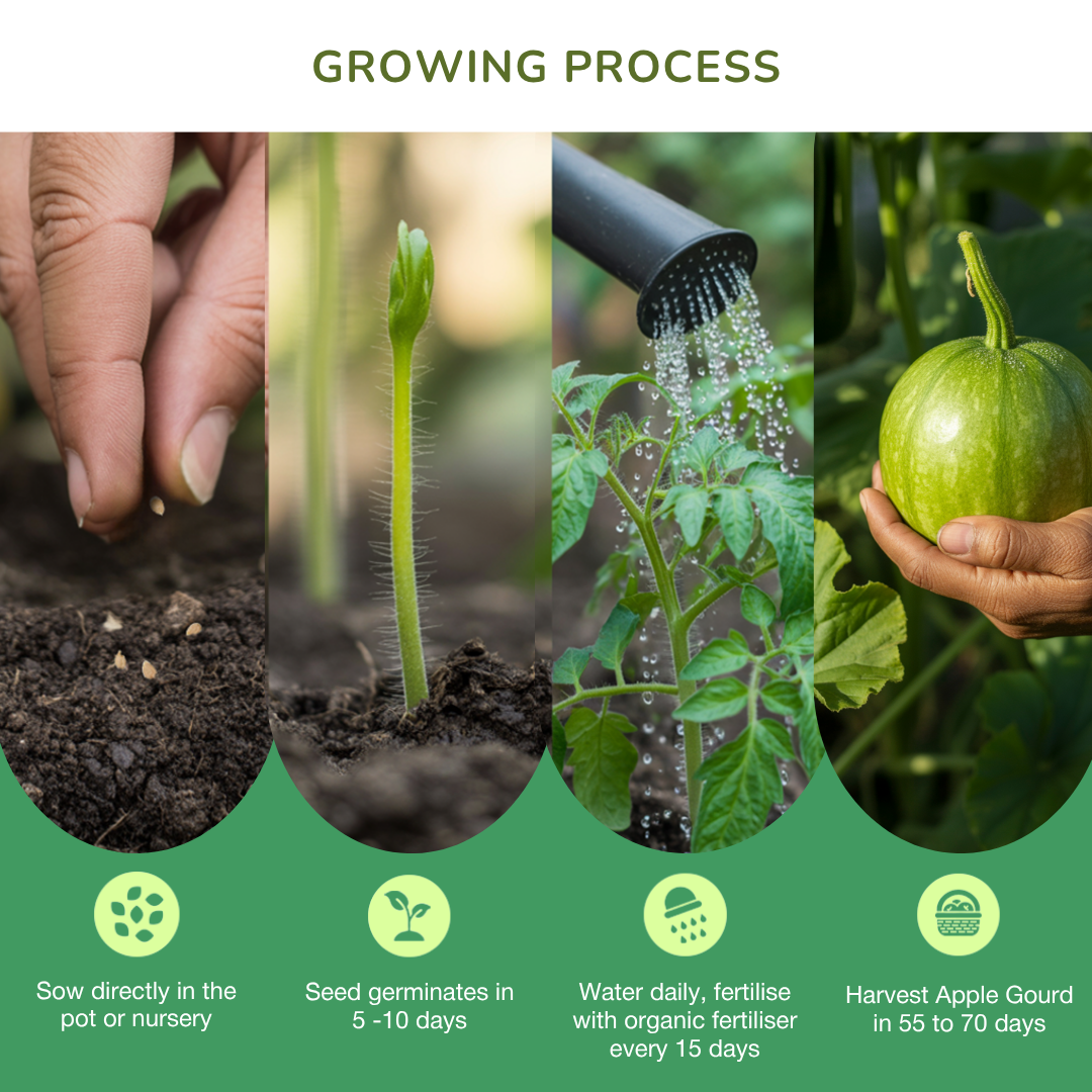 Organic Apple Gourd Seeds