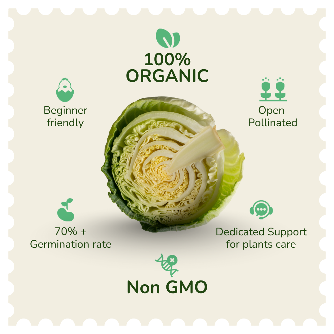 Organic Cabbage Seeds