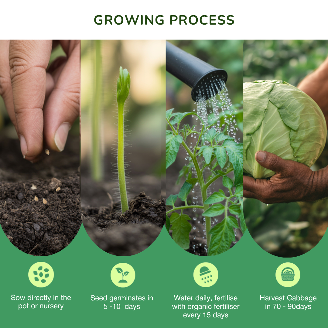 Organic Cabbage Seeds