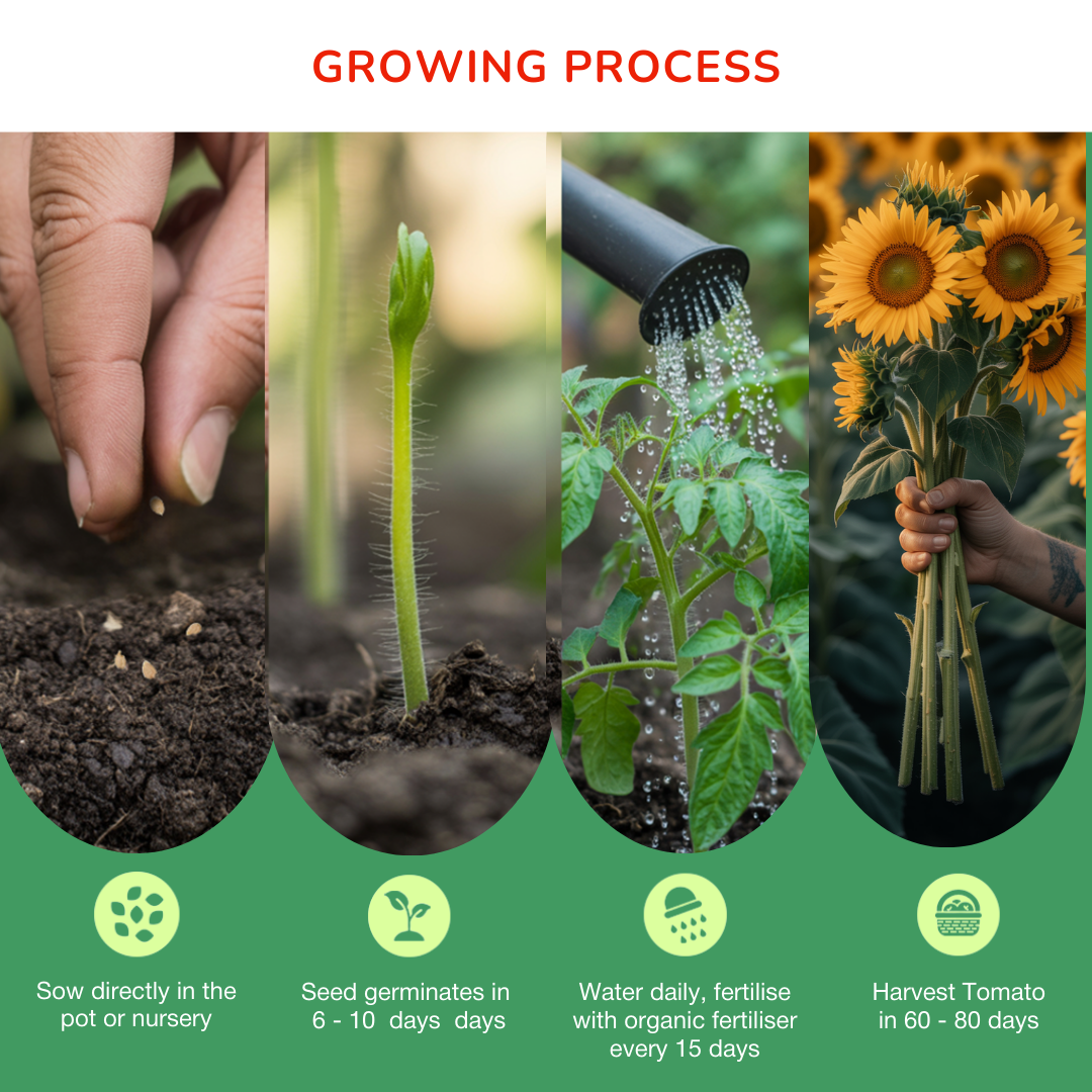 Sunflower Bloom Spell Seed Kit | Eco-Friendly Corporate & Event Gifting Kit | Customisable