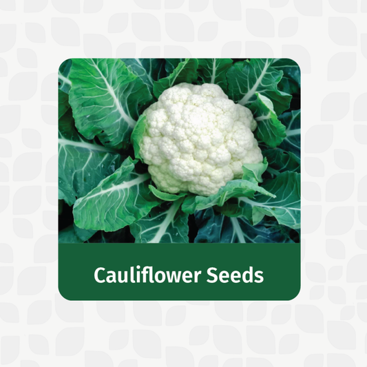 Valar Cauliflower Seeds 🌱 | Open Pollinated Non-GMO Seeds 🥦 | Home Gardening, Balcony Farming, Versatile Veggies