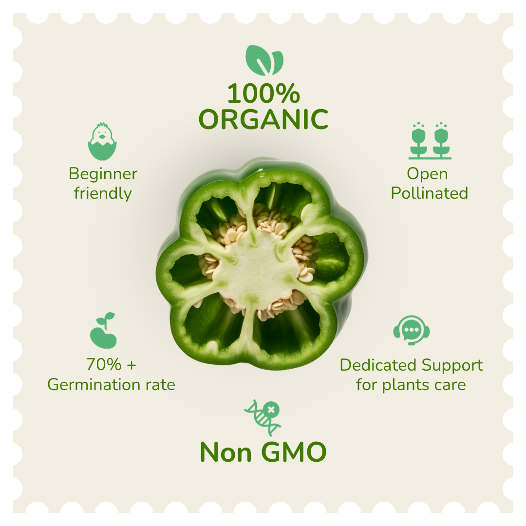 Organic Capsicum Seeds