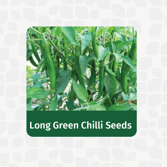 Valar Green Chilli Seeds 🌶️ | Open Pollinated Non-GMO Seeds 🌱 | Home Gardening, Balcony Farming, Spicy Flavors