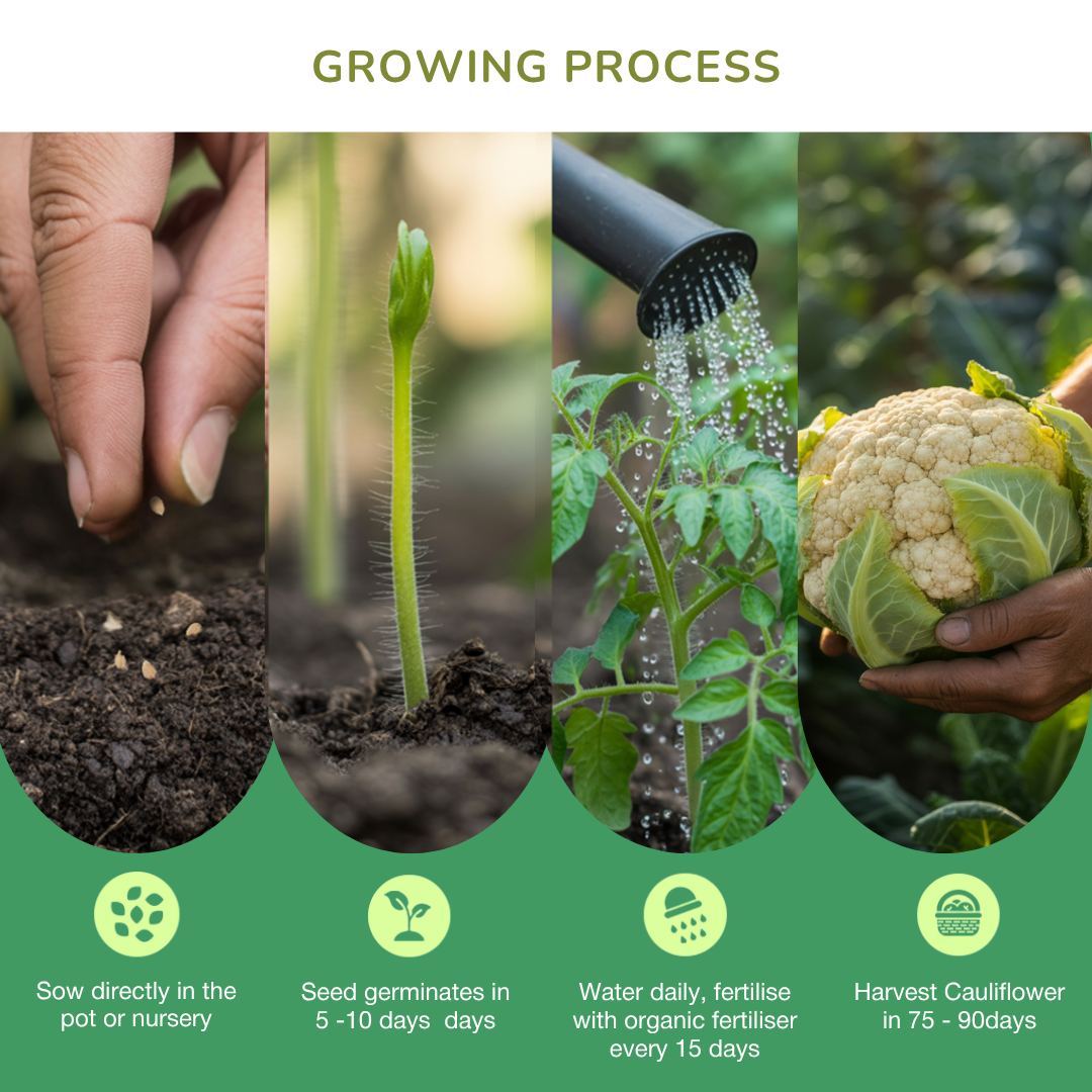 Organic Cauliflower Seeds