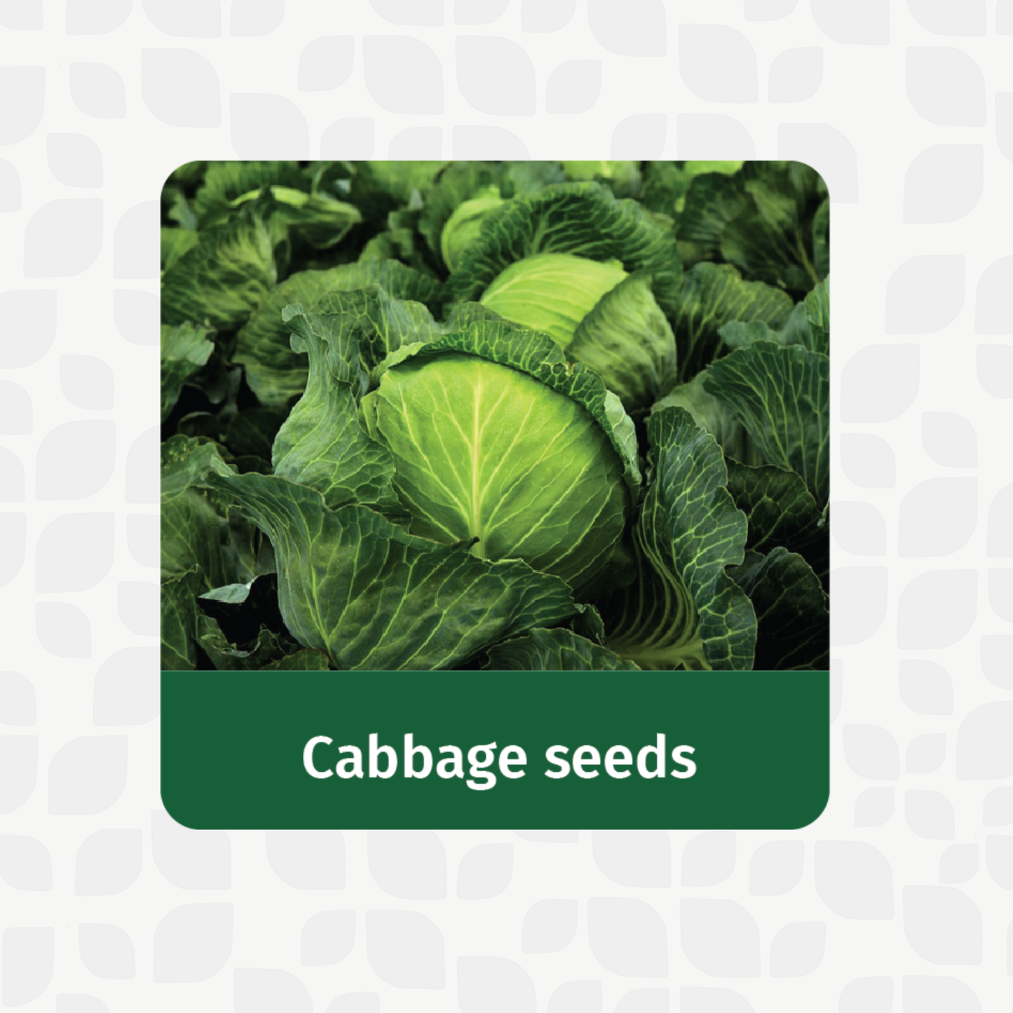 Valar Cabbage Seeds 🥬 | Open Pollinated Non-GMO Seeds 🌱 | Home Gardening, Balcony Farming, Crunchy Greens