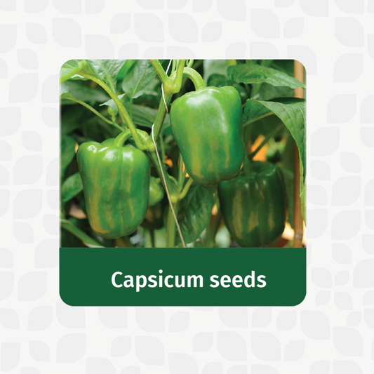 Valar Capsicum Seeds 🌶️ | Open Pollinated Non-GMO Seeds 🌱 | Home Gardening, Balcony Farming, Sweet & Spicy Peppers