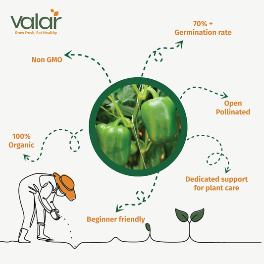 Valar Capsicum Seeds 🌶️ | Open Pollinated Non-GMO Seeds 🌱 | Home Gardening, Balcony Farming, Sweet & Spicy Peppers