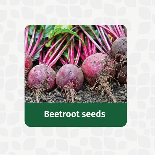 Beetroot Seeds | Open Pollinated Non-GMO seeds