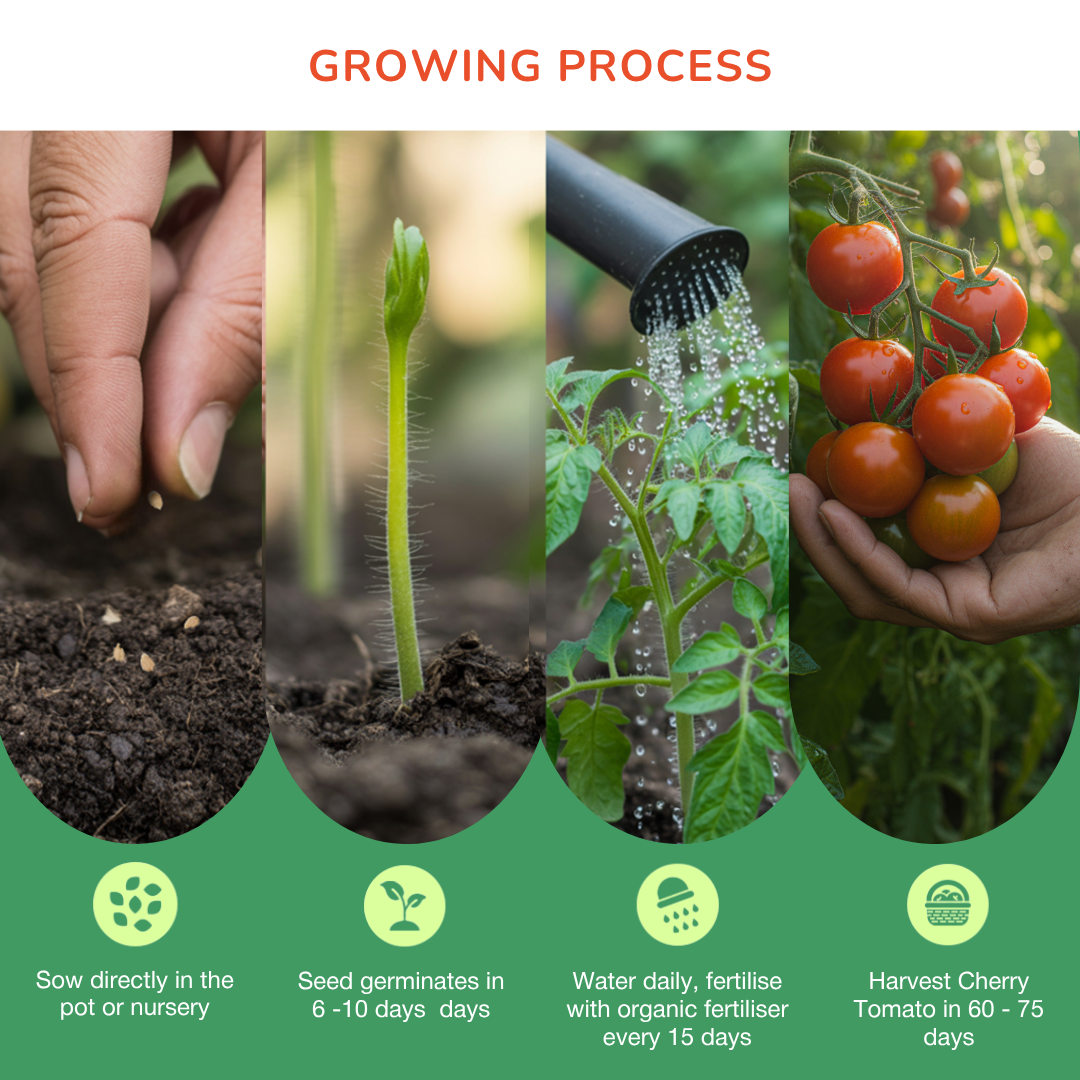Organic Cherry Tomato Seeds